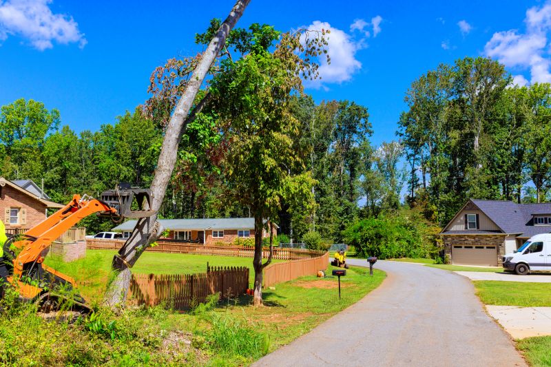 Tree Removal for Land Development