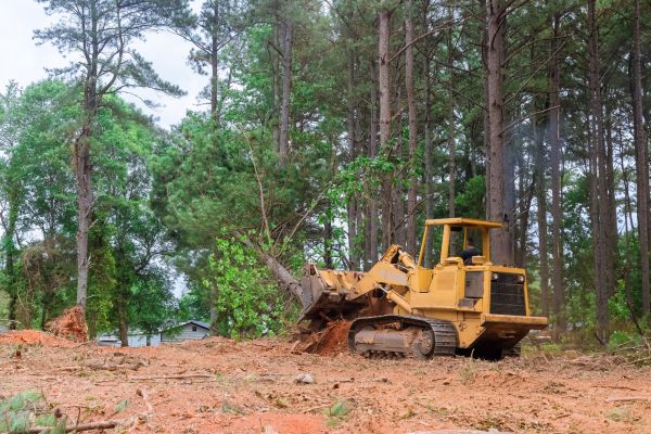 Cost of Forestry Clearing in Arvada